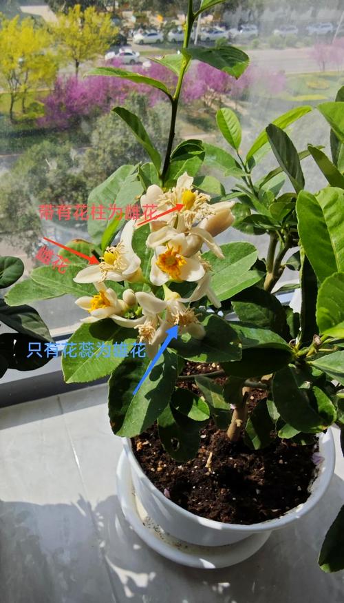盆栽桔树开花后需要授粉吗?手把手教你提高坐果率 促花促果养护步骤:从授粉到坐果的完整操作