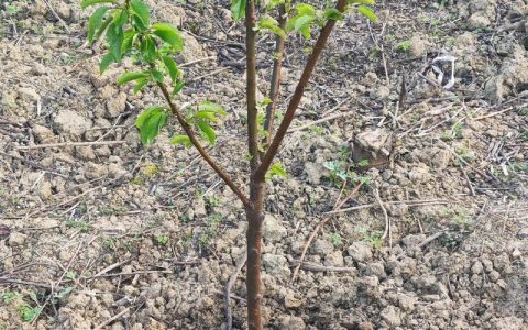 樱桃树栽植密度指南：一亩地到底能种多少棵？