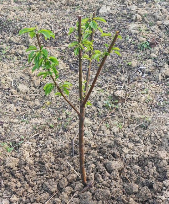 樱桃树栽植密度指南：一亩地到底能种多少棵？