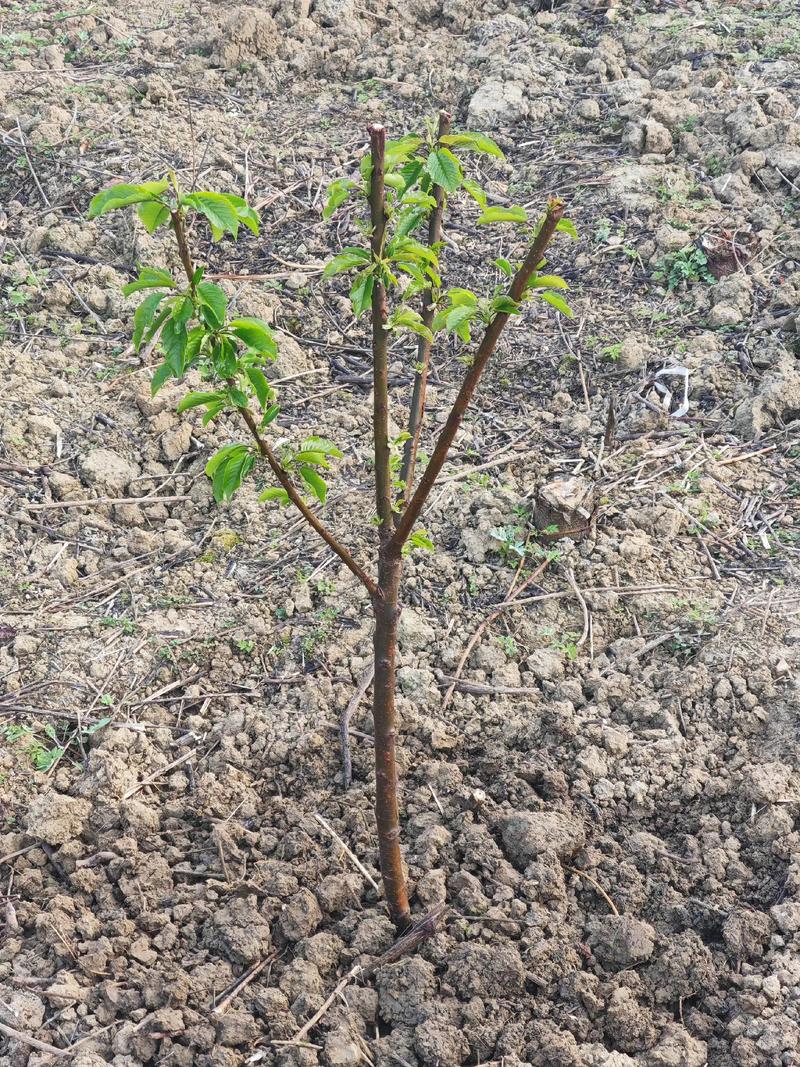 樱桃树栽植密度指南:一亩地到底能种多少棵? 一亩樱桃树的栽植密度
