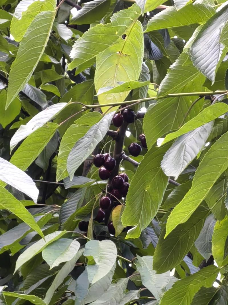 樱桃树栽植密度指南:一亩地到底能种多少棵? 不同树形和砧木,为何密度差异这么大?