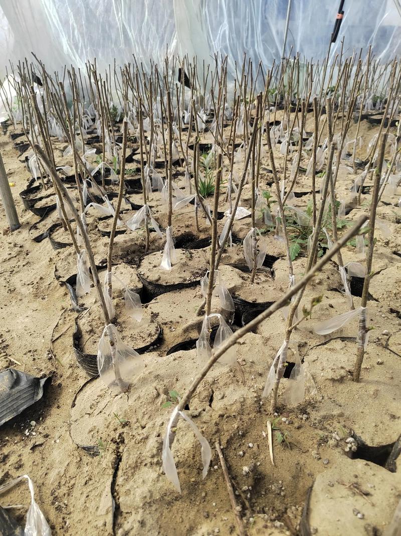樱桃树栽植密度指南:一亩地到底能种多少棵? 不同场景的栽植密度如何定?