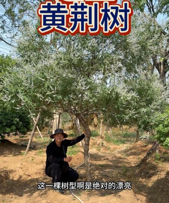 拆迁补偿高的树木有哪些？园艺专家推荐这些高价值树种