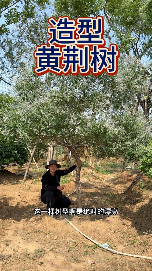 拆迁补偿高的树木有哪些?园艺专家推荐这些高价值树种 拆迁补偿高的树木有哪些?园艺专家推荐这些高价值树种