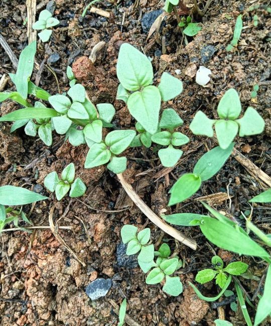 荆芥几天发芽出苗？多裂叶荆芥精准播种指南