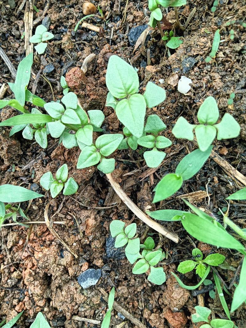 荆芥几天发芽出苗?多裂叶荆芥精准播种指南 荆芥几天发芽出苗?多裂叶荆芥精准播种指南