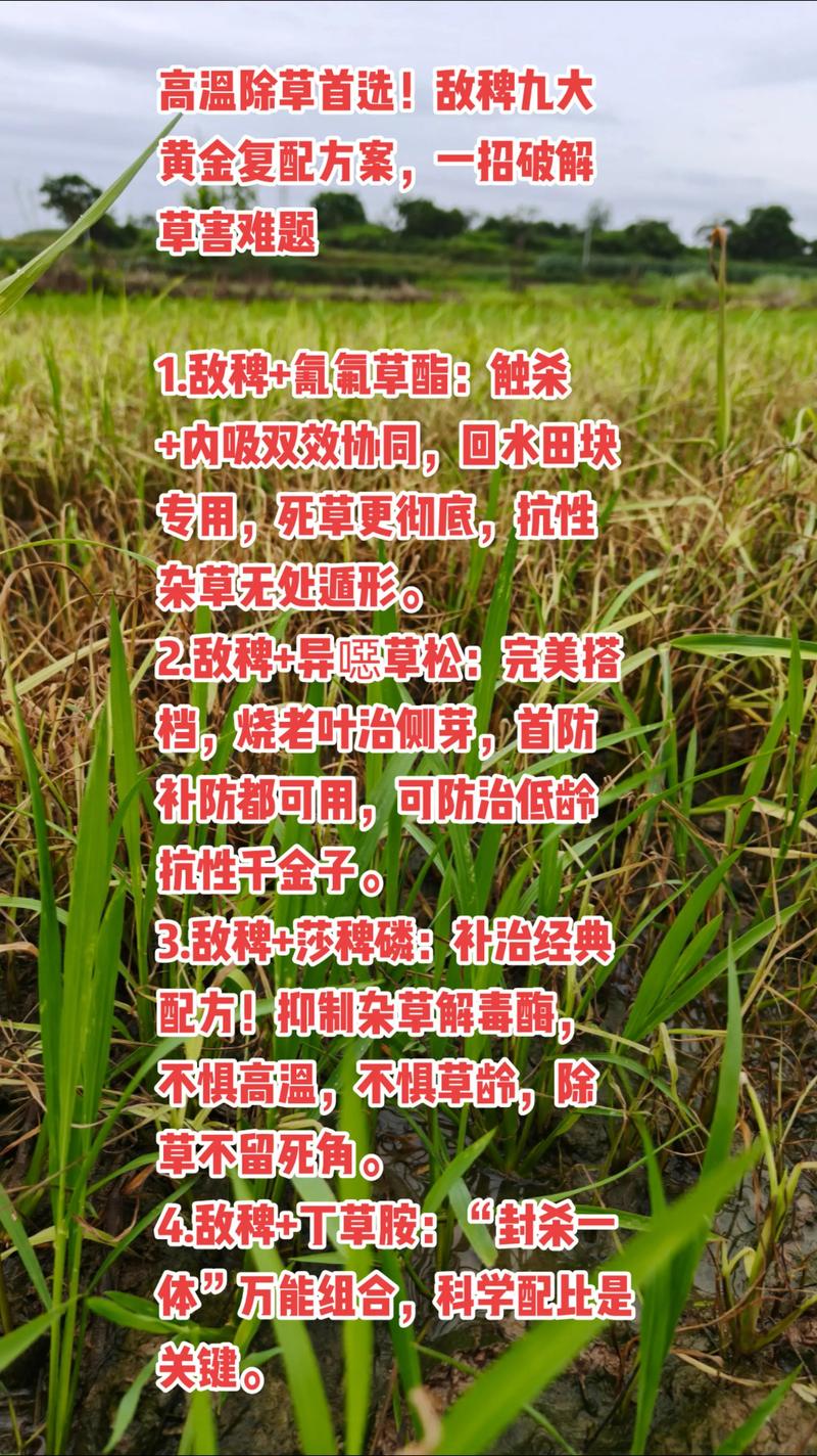 一、认识菵草：为什么难防除？