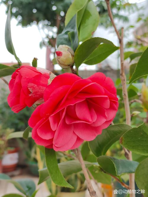 山茶花什么时候开花?花期管理与促花技巧全攻略 山茶花什么时候开花?花期管理与促花技巧全攻略