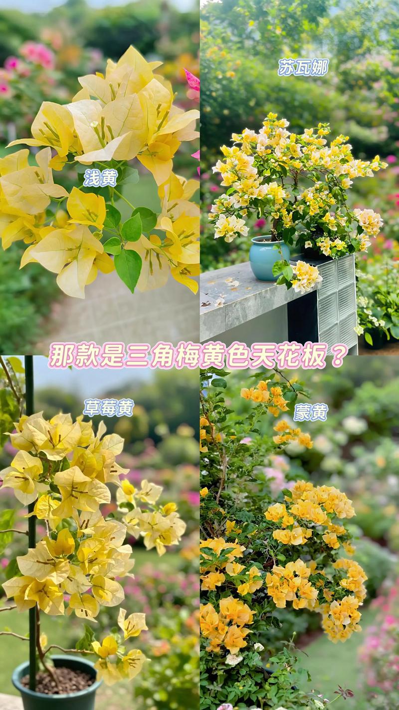 黄色系三角梅哪个品种好看又勤花?黄幻想与金色光辉深度对比评测 黄色系三角梅哪个品种好看又勤花?黄幻想与金色光辉深度对比评测