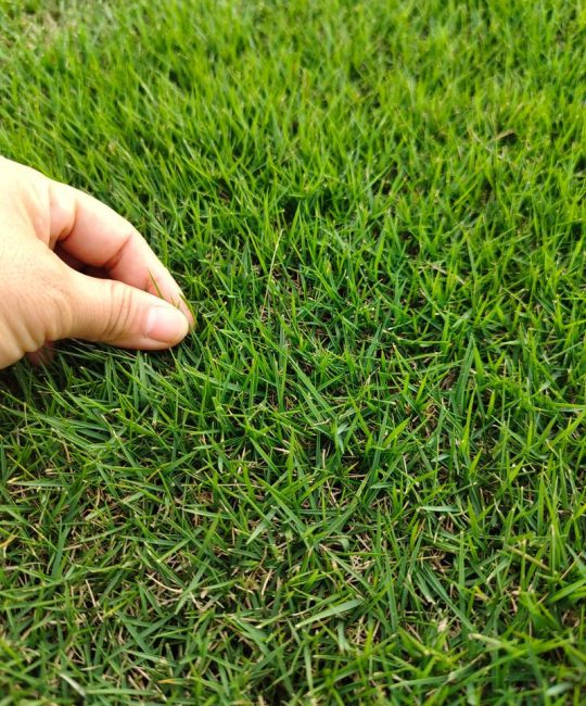 马尼拉草坪多少钱一平方米？2026年最新价格参考与影响因素详解