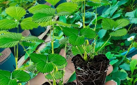 草莓苗批发多少钱一棵？——采购渠道科学评估指南