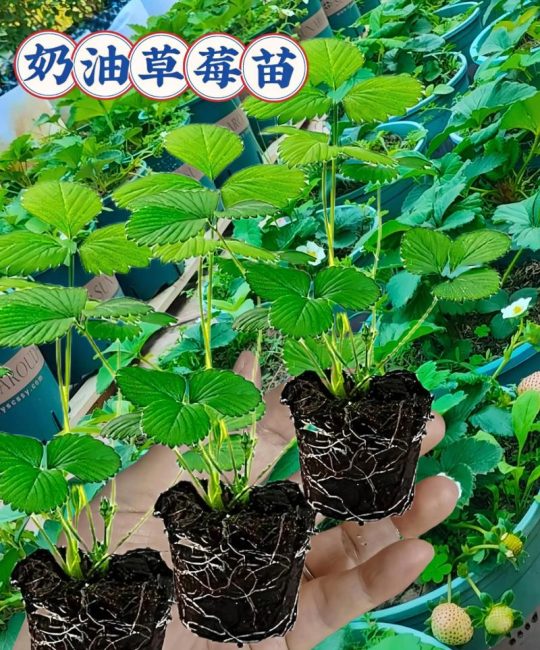 草莓苗批发多少钱一棵？——采购渠道科学评估指南