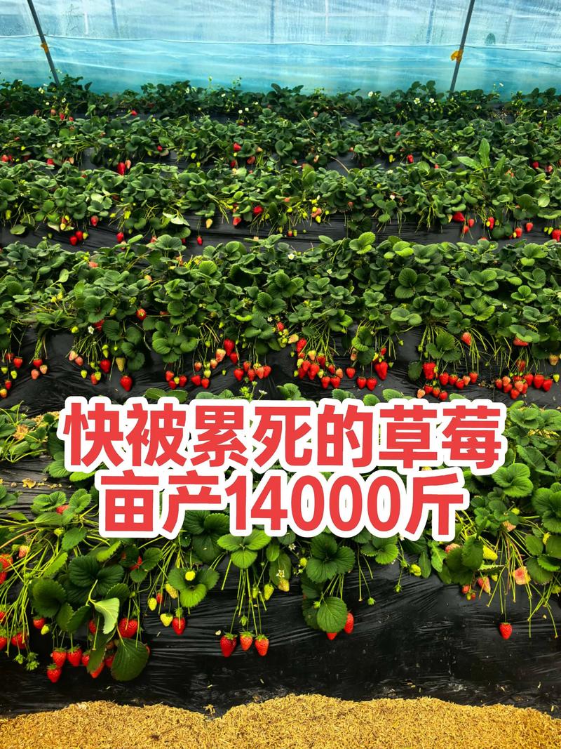 草莓苗批发多少钱一棵?——采购渠道科学评估指南 四、根系健康与运输风险