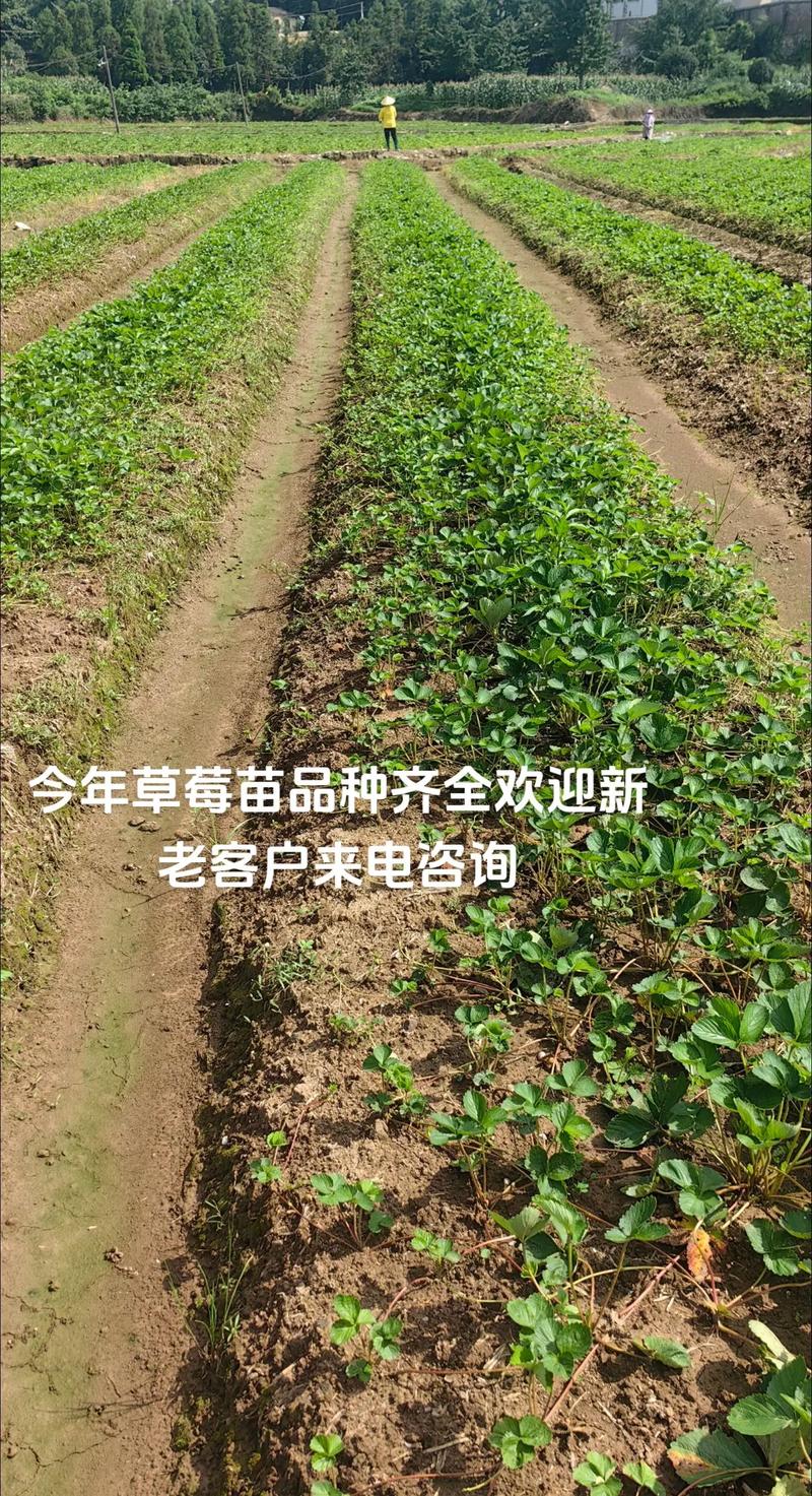 草莓苗批发多少钱一棵?——采购渠道科学评估指南 六、售后补苗政策:看懂条款再付钱