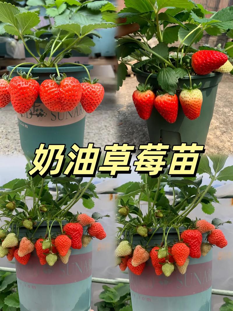 草莓苗批发多少钱一棵?——采购渠道科学评估指南 结语