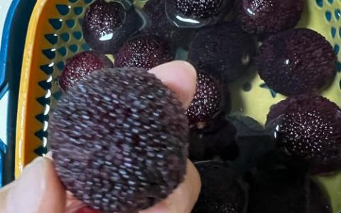现在杨梅价格是多少？产地、季节与采购量如何影响报价