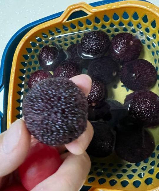 现在杨梅价格是多少？产地、季节与采购量如何影响报价