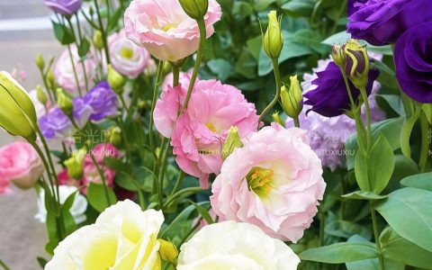 洋桔梗四季开花吗？揭秘花期与养护诀窍
