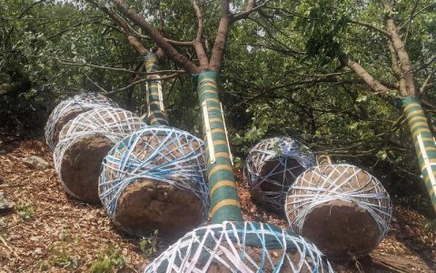 香樟树冬天能栽活吗？这份冬季种植实操指南请收好