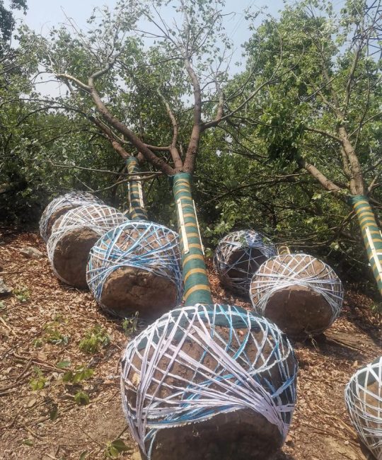 香樟树冬天能栽活吗？这份冬季种植实操指南请收好