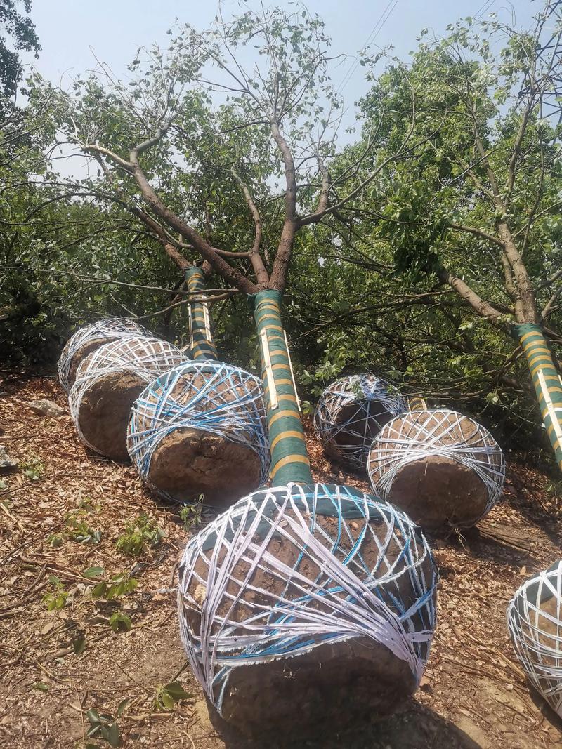 香樟树冬天能栽活吗?这份冬季种植实操指南请收好 香樟树冬天能栽活吗?这份冬季种植实操指南请收好
