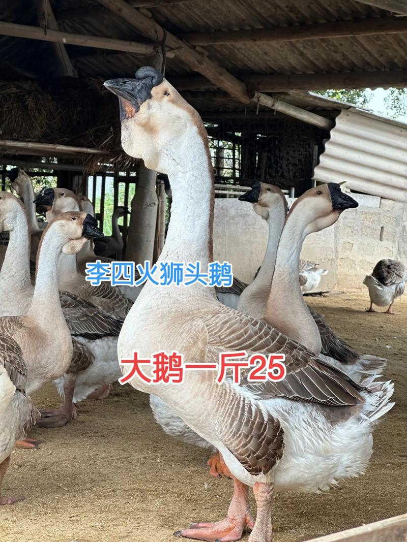 一斤狮头鹅苗多少钱一只?2025年价格快速参考与深度分析 产地与区域差异:南方主产区价格更具优势