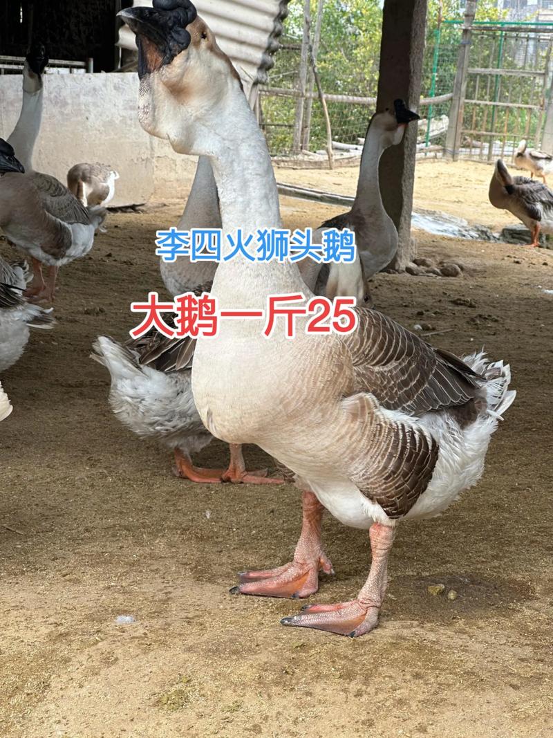 一斤狮头鹅苗多少钱一只?2025年价格快速参考与深度分析 季节与市场供需:春季是价格低谷