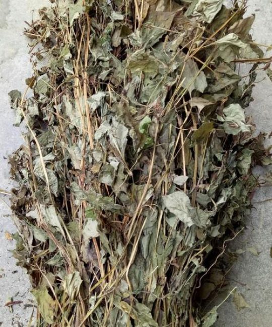 干鱼腥草多少钱一斤？2024年最新价格参考与影响因素详解