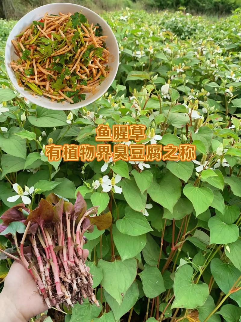 运输对价格的影响