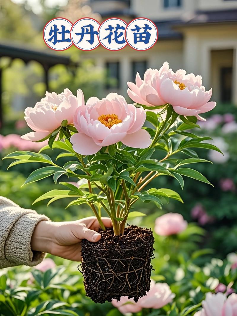 哪里的牡丹花苗好?一文读懂牡丹选购与养护 光照与水肥:不同季节的精准刻度