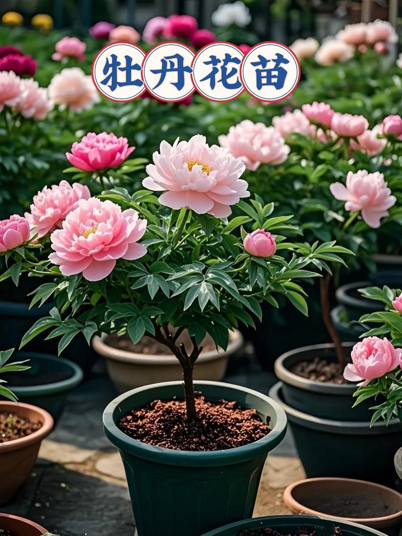 哪里的牡丹花苗好?一文读懂牡丹选购与养护 常见误区与纠正
