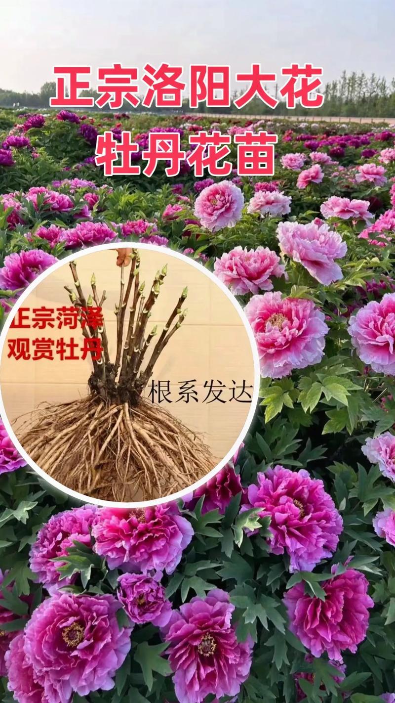 哪里的牡丹花苗好?一文读懂牡丹选购与养护 总结