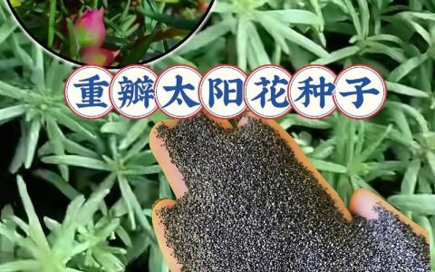哪里买太阳花种子？采购渠道分析与质量核查指南