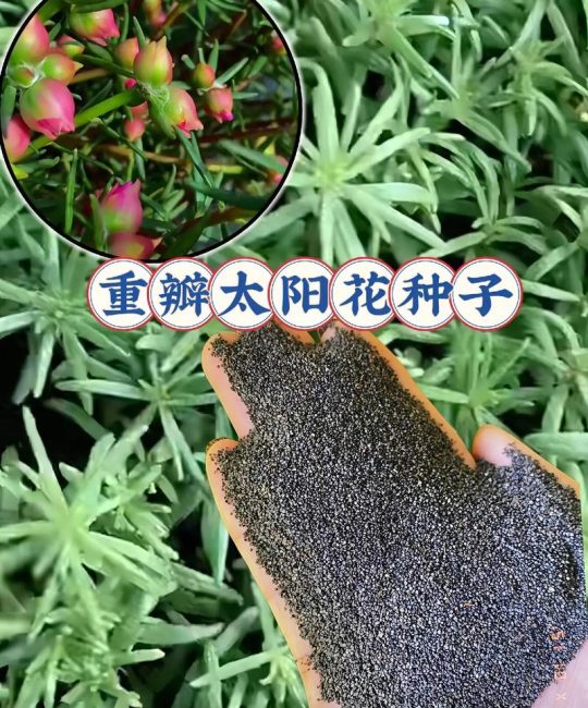 哪里买太阳花种子？采购渠道分析与质量核查指南