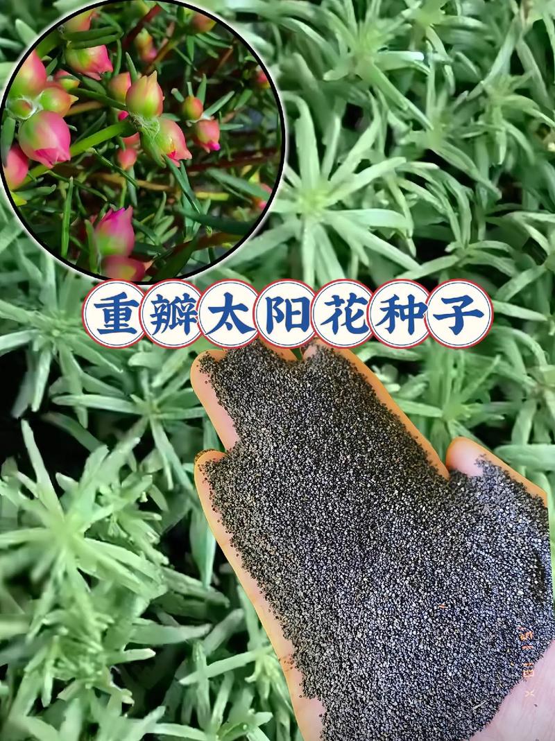 哪里买太阳花种子?采购渠道分析与质量核查指南 明确采购需求:品种与规格是关键
