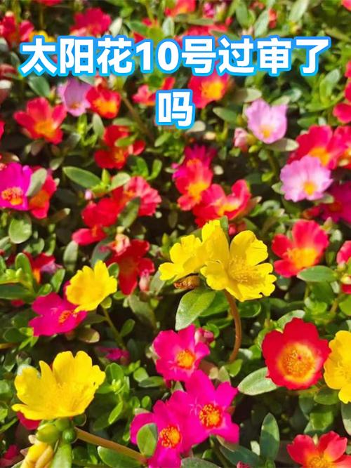 哪里买太阳花种子?采购渠道分析与质量核查指南 总结:核心可执行动作