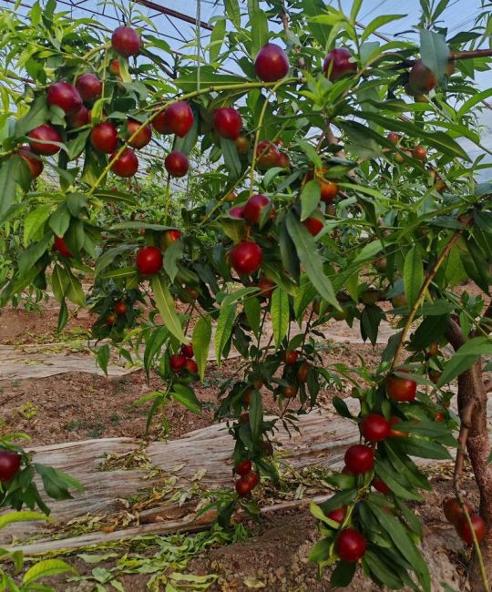 珍珠枣油桃8号桃苗价格是多少？规格、产地、采购量影响报价