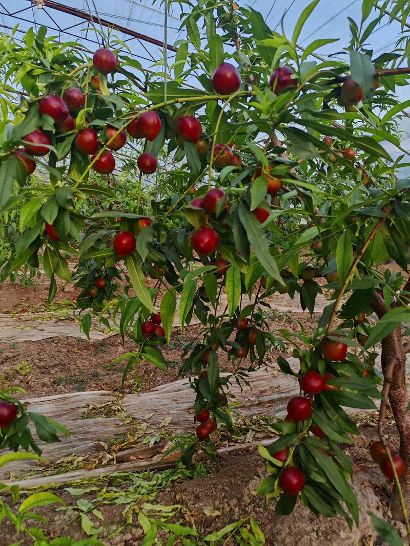 珍珠枣油桃8号桃苗价格是多少?规格、产地、采购量影响报价 珍珠枣油桃8号桃苗价格是多少?规格、产地、采购量影响报价