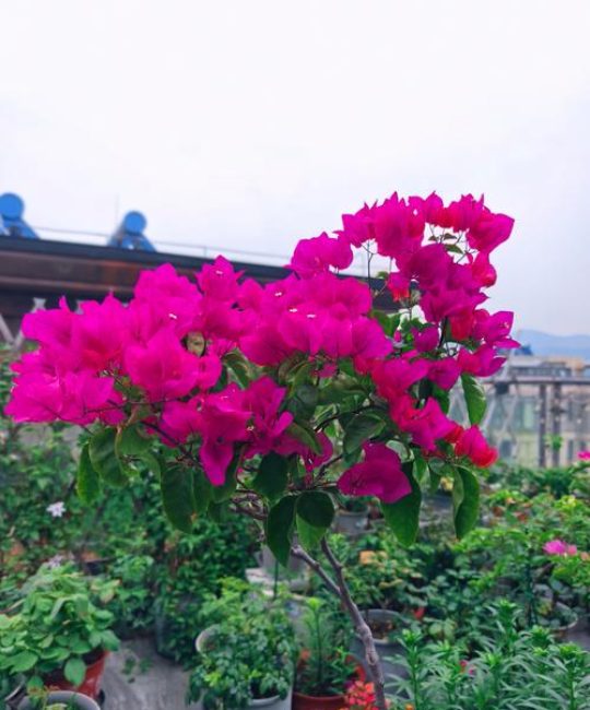 塔紫小桃红三角梅勤花吗？详解爆花技巧与养护要点