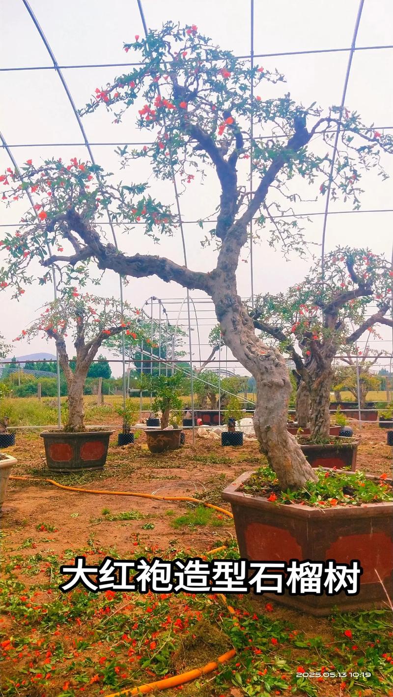 五、结果年限与产量（2026年参考数据）
