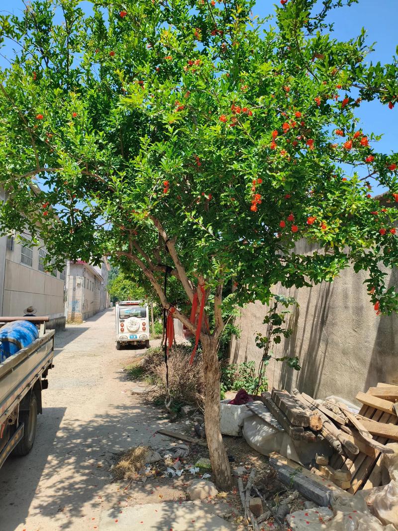 四、种植方法：七步流程确保成活（适用于地栽，南方/北方通用）