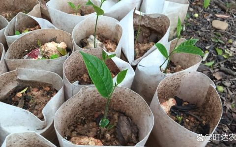 菠萝蜜籽能种出树苗吗？家庭盆栽种植全流程指南