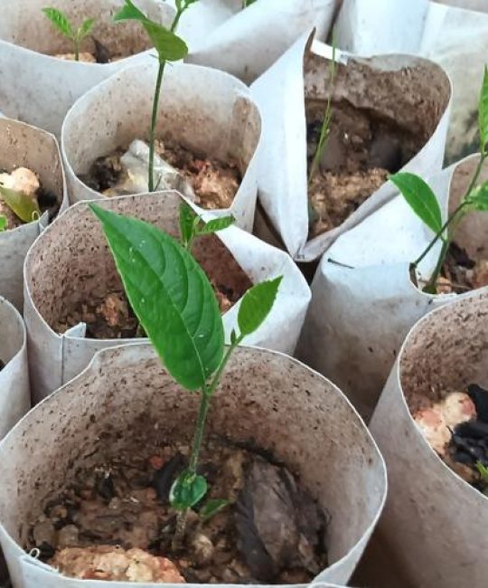 菠萝蜜籽能种出树苗吗？家庭盆栽种植全流程指南