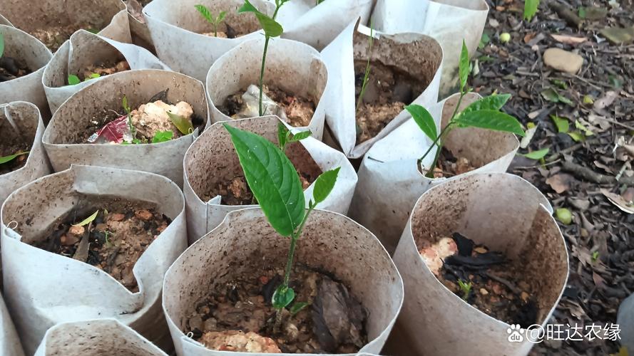 菠萝蜜籽能种出树苗吗？家庭盆栽种植全流程指南