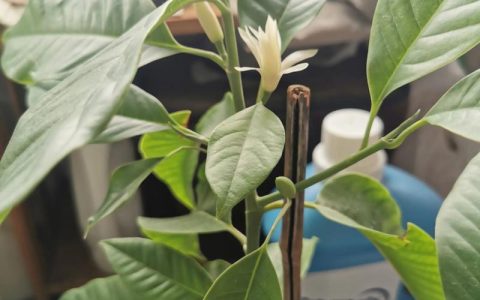 兰花树采购渠道科学评估指南：从品种核查到售后保障的完整流程