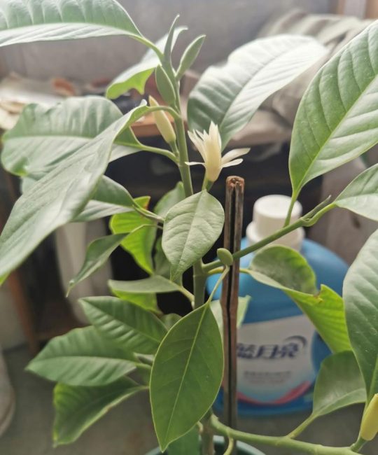 兰花树采购渠道科学评估指南：从品种核查到售后保障的完整流程