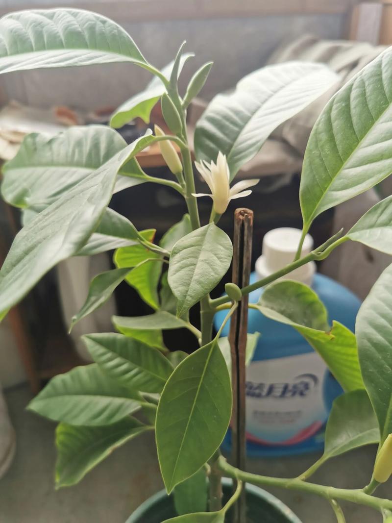 兰花树采购渠道科学评估指南:从品种核查到售后保障的完整流程 兰花树采购渠道科学评估指南:从品种核查到售后保障的完整流程