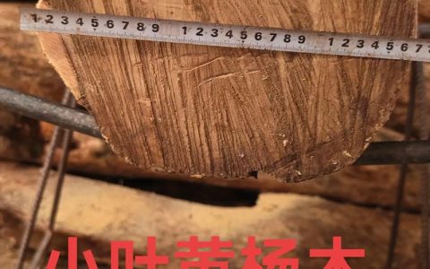 黄杨木值钱吗？——从工程规格、培育周期与市场单价角度给出精确答案