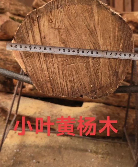 黄杨木值钱吗？——从工程规格、培育周期与市场单价角度给出精确答案