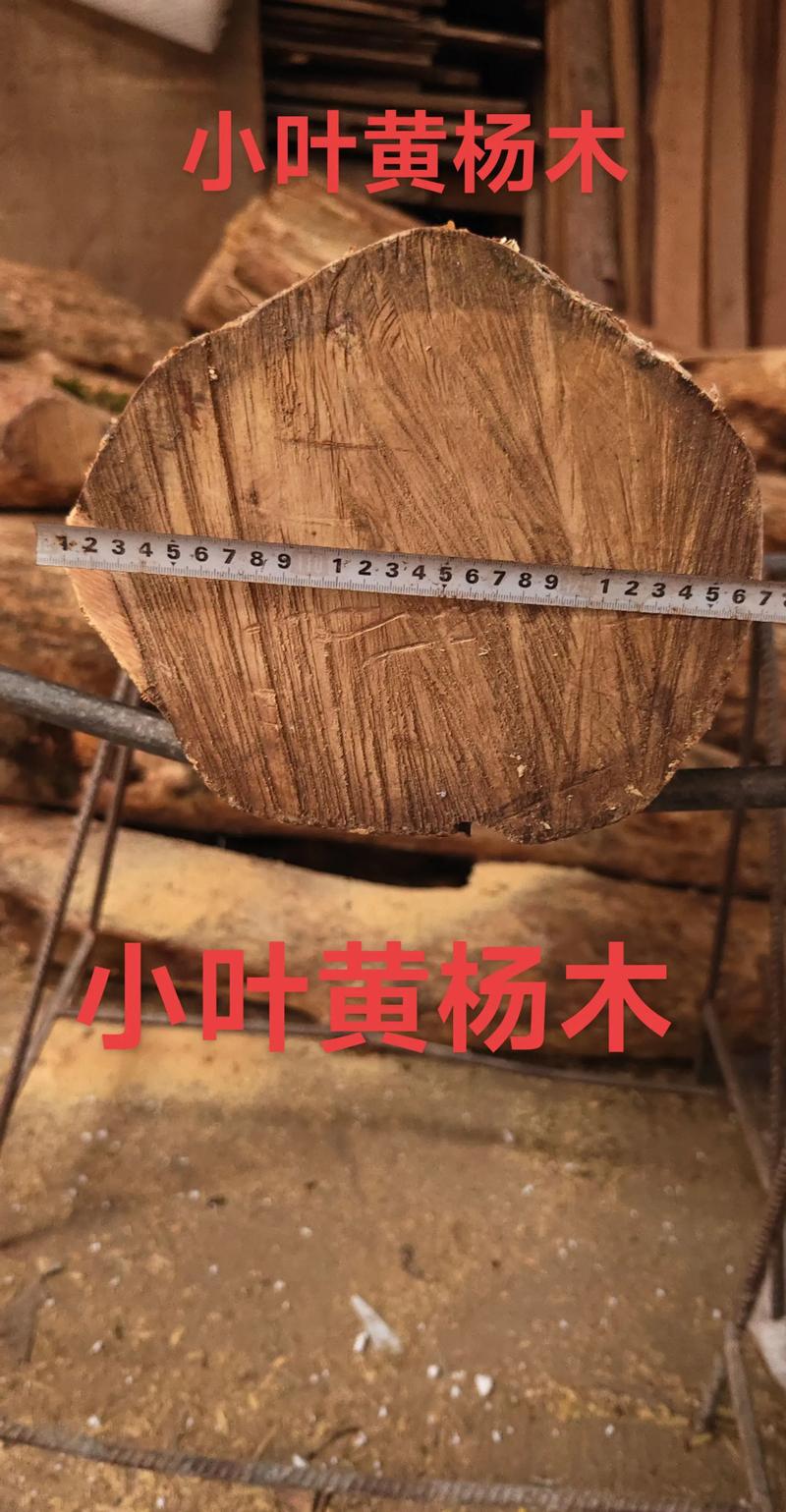 黄杨木值钱吗?——从工程规格、培育周期与市场单价角度给出精确答案 从规格等级看黄杨木的价格体系